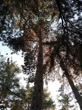 Tala de árboles taladores de árboles