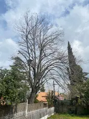 Podas y talas de árboles