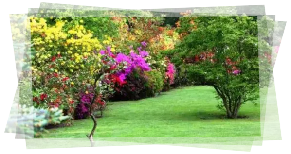 Podas de árboles en tu jardín Servicio de jardinería